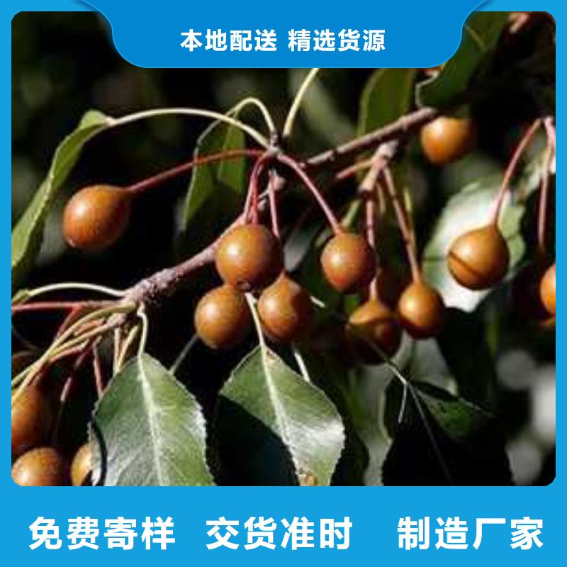 杜梨_奥红一号梨苗好产品好服务