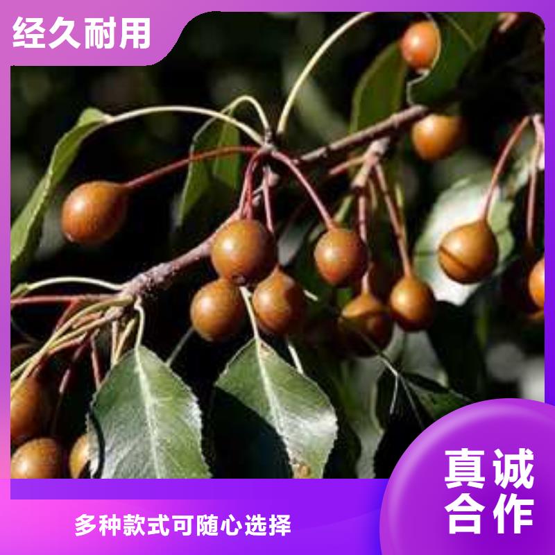 杜梨黄冠梨树苗库存齐全厂家直供