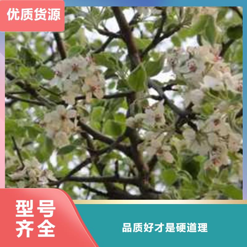 杜梨梨树苗基地设计合理