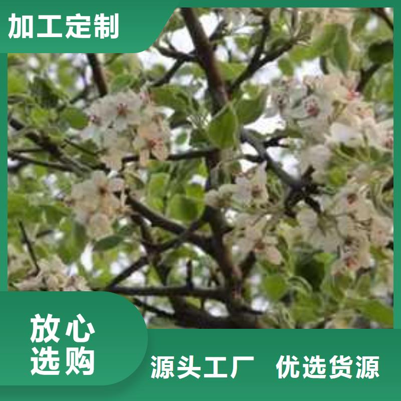 杜梨_奥红一号梨苗好产品好服务