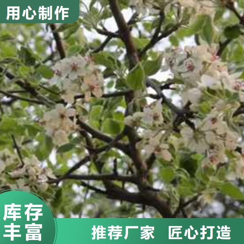 杜梨红香酥梨树苗安装简单