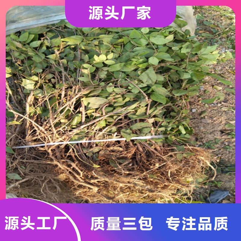 杈杷果苗种植管理技术