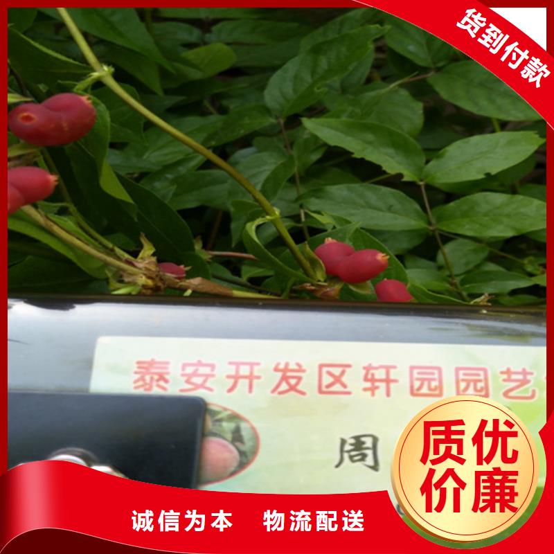杈杷果_樱桃苗一站式服务