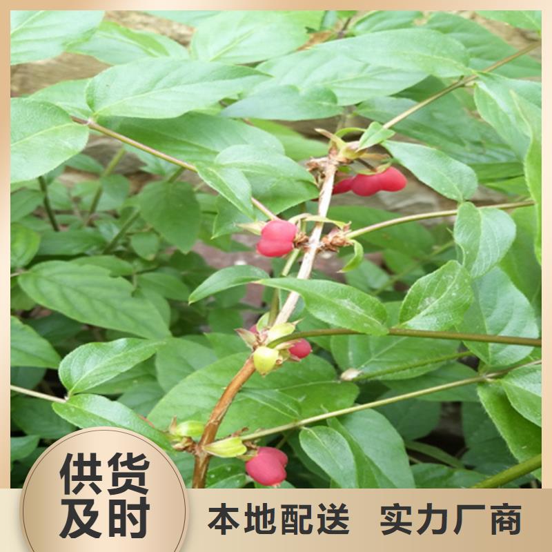 杈杷果树苗基地直销