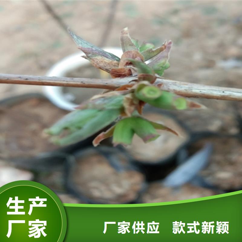 杈杷果树苗种植基地