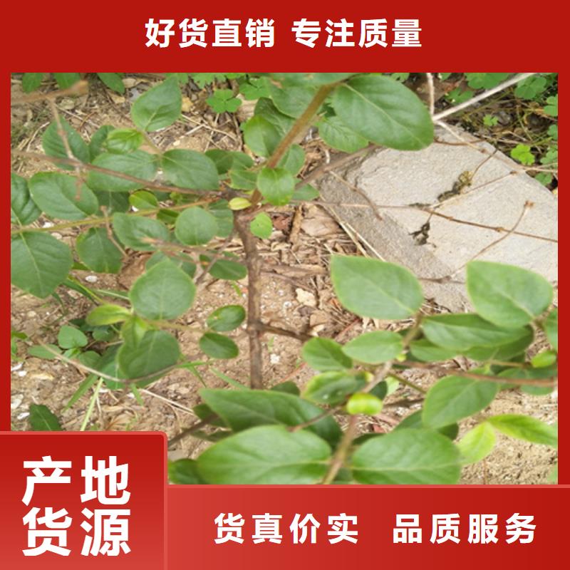 爱情果苗批发零售