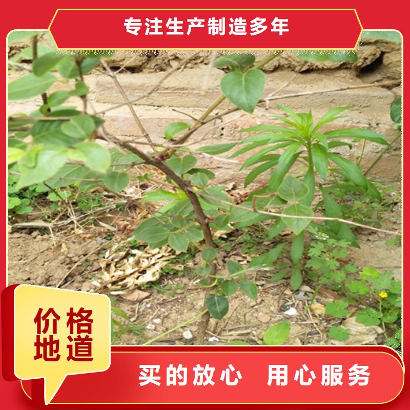 杈杷果_樱桃苗一站式服务