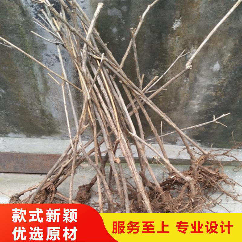 杈杷果树苗基地直销