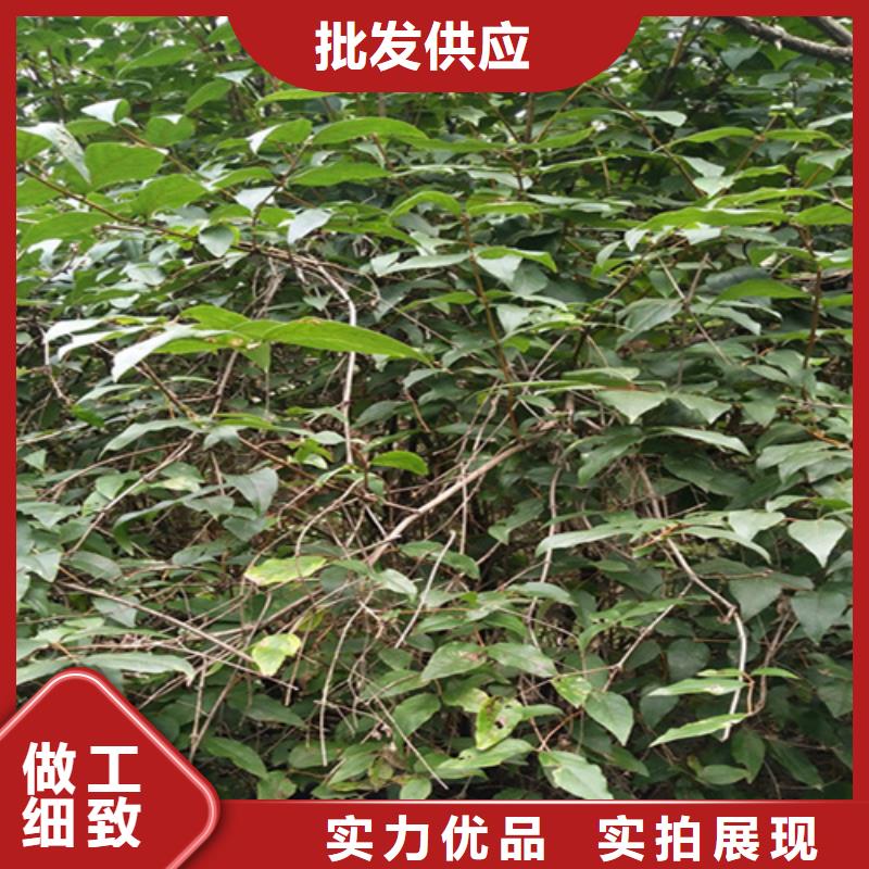 鸳鸯果树苗免费咨询