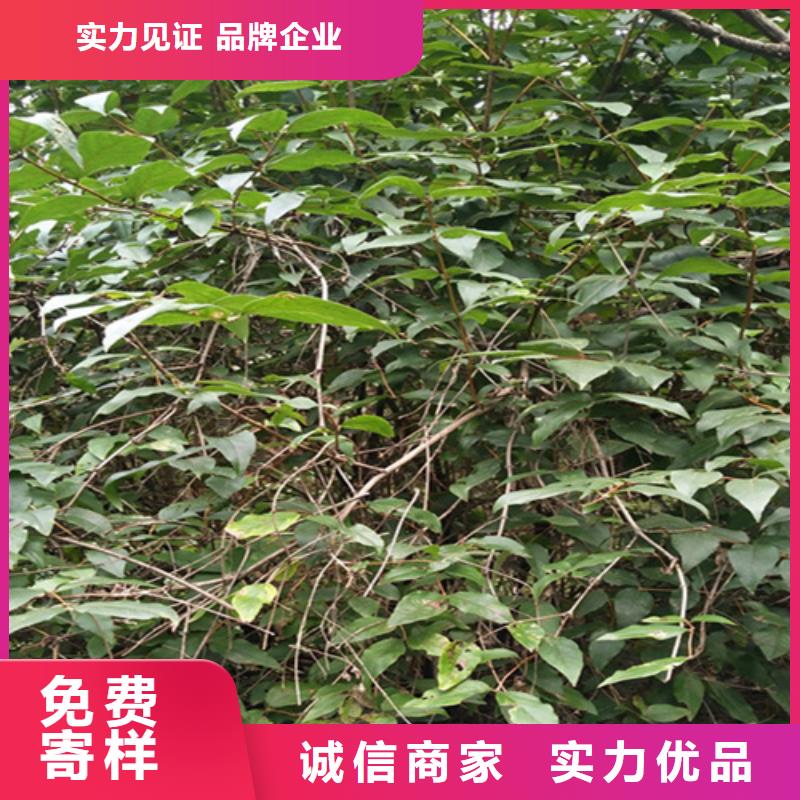 杈杷果树苗种植基地