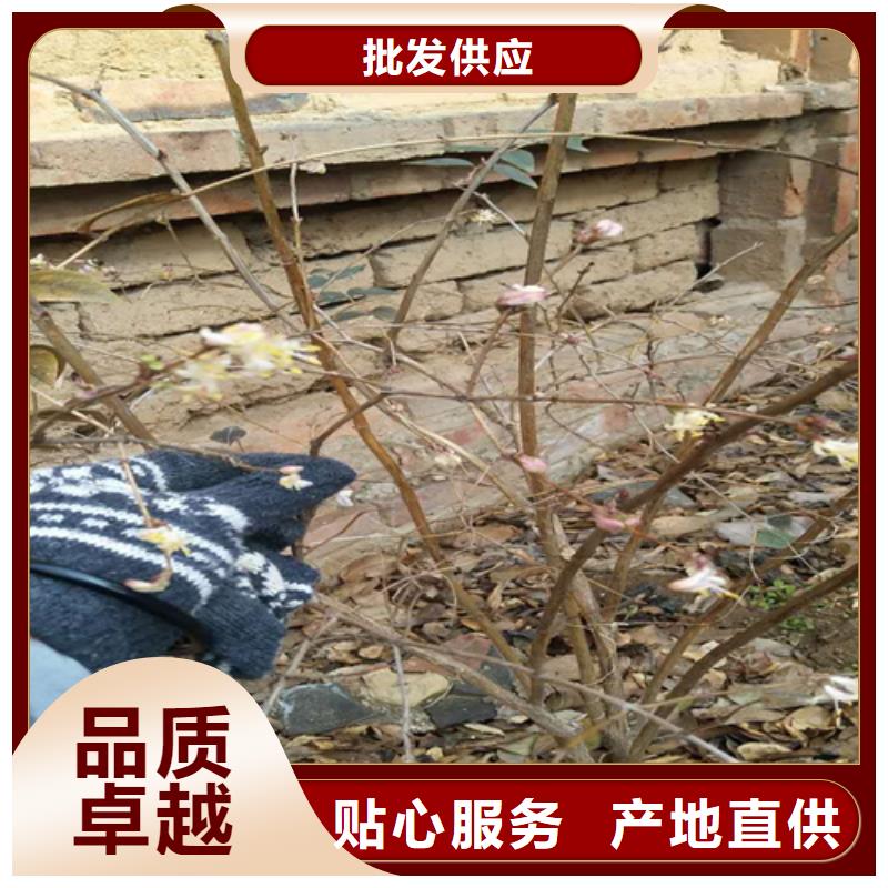 爱情果苗批发零售