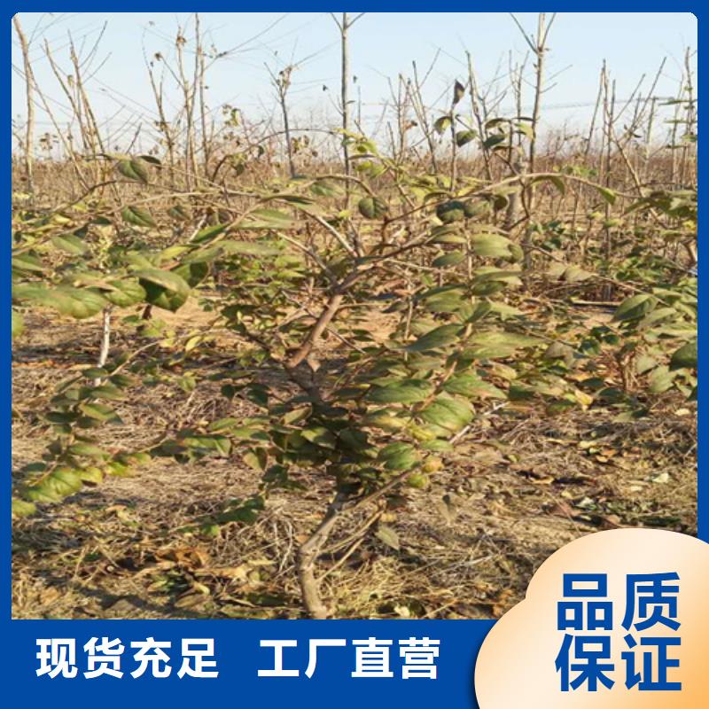 【杈杷果】3公分石榴苗源厂供货
