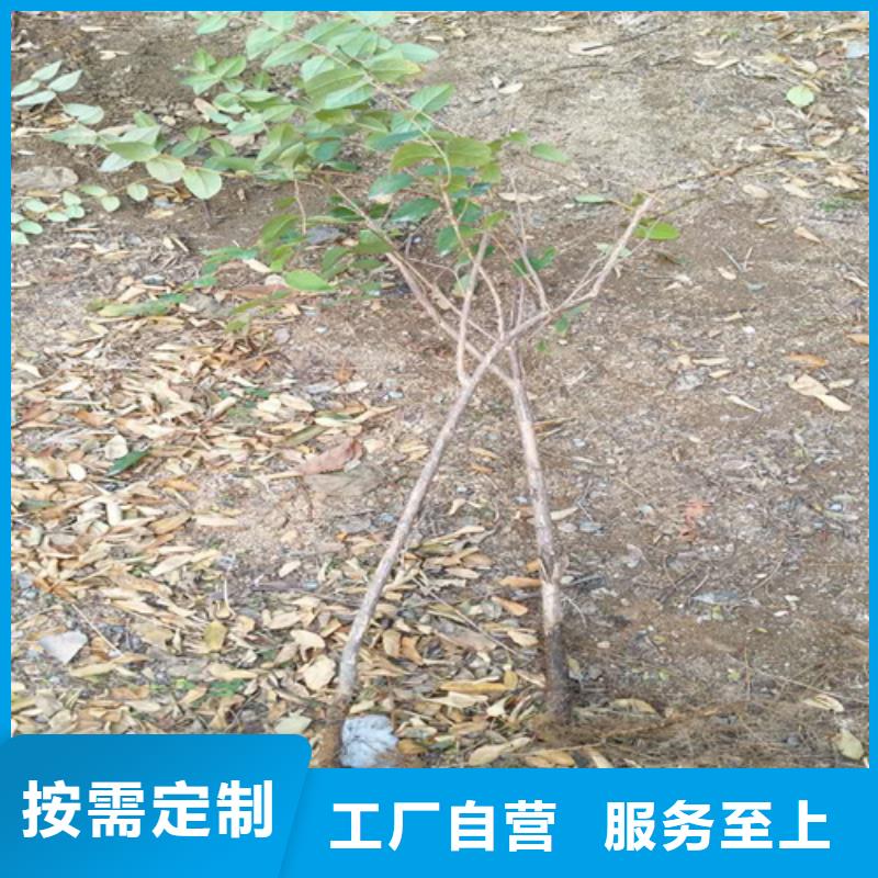 杈杷果树苗基地直销
