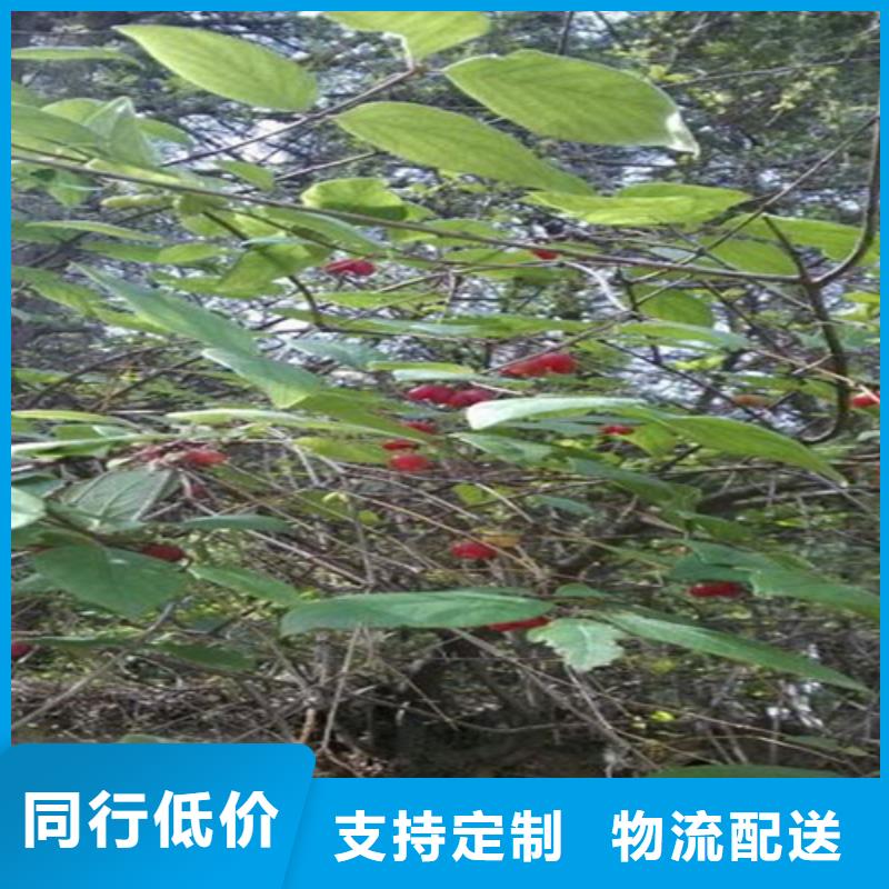 杈杷果树苗基地直销