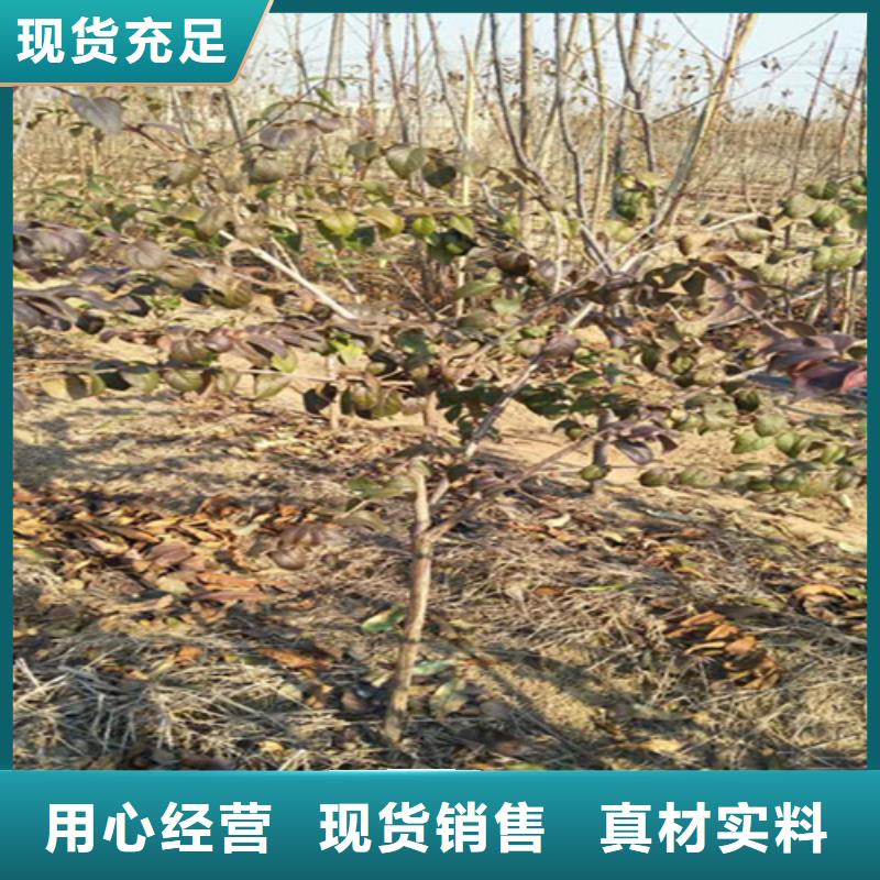 鸳鸯果苗襄樊成活率高