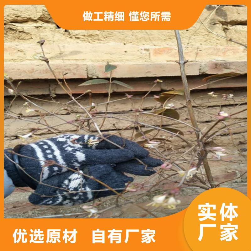 杈杷果树苗种植基地