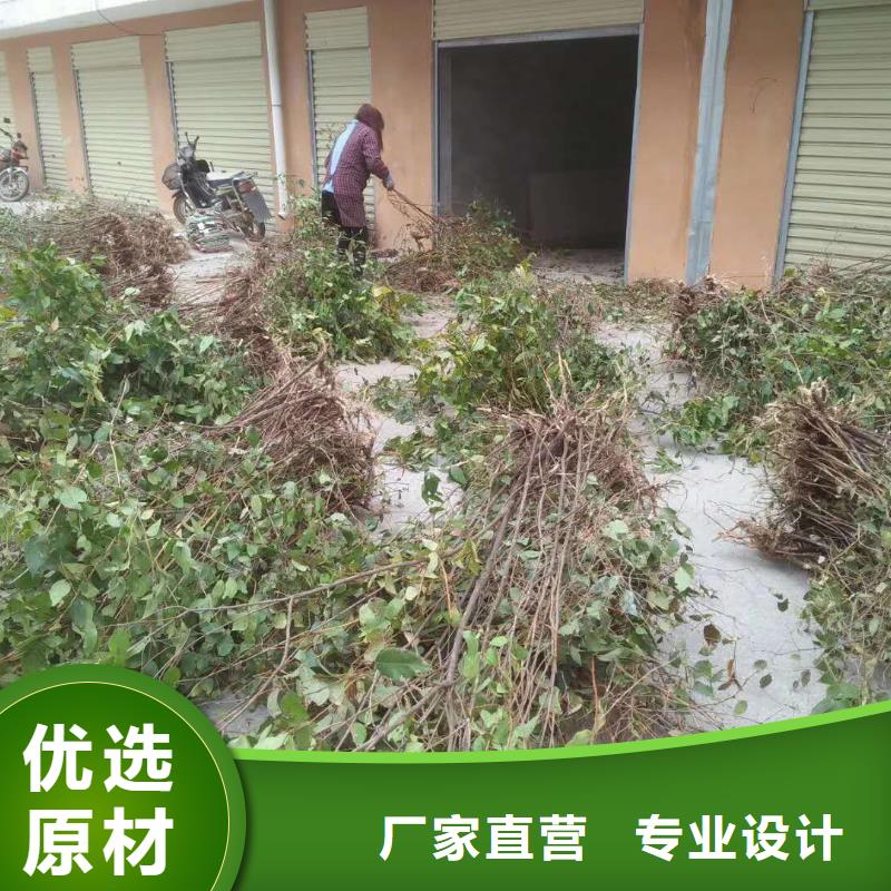 杈杷果苗种植管理技术