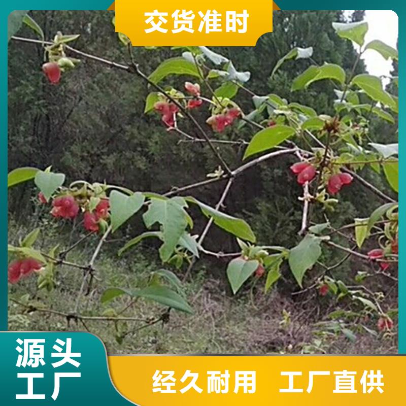 鸳鸯果苗多少钱一棵
