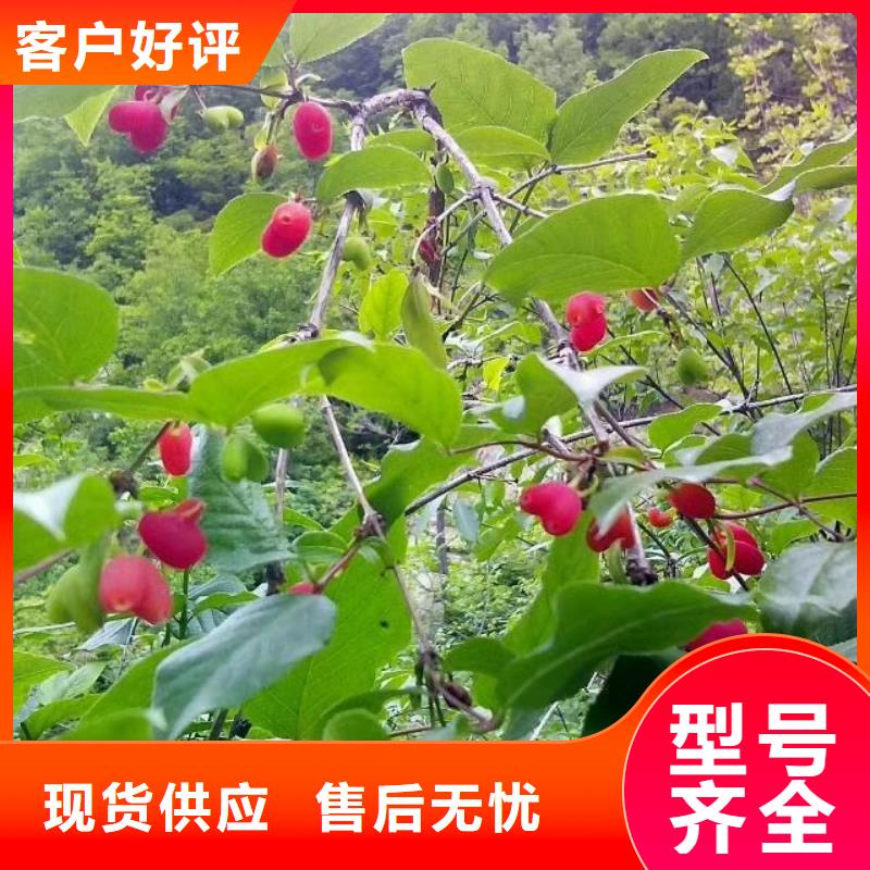 爱情果苗批发零售