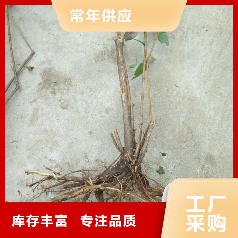 杈杷果_樱桃苗一站式服务