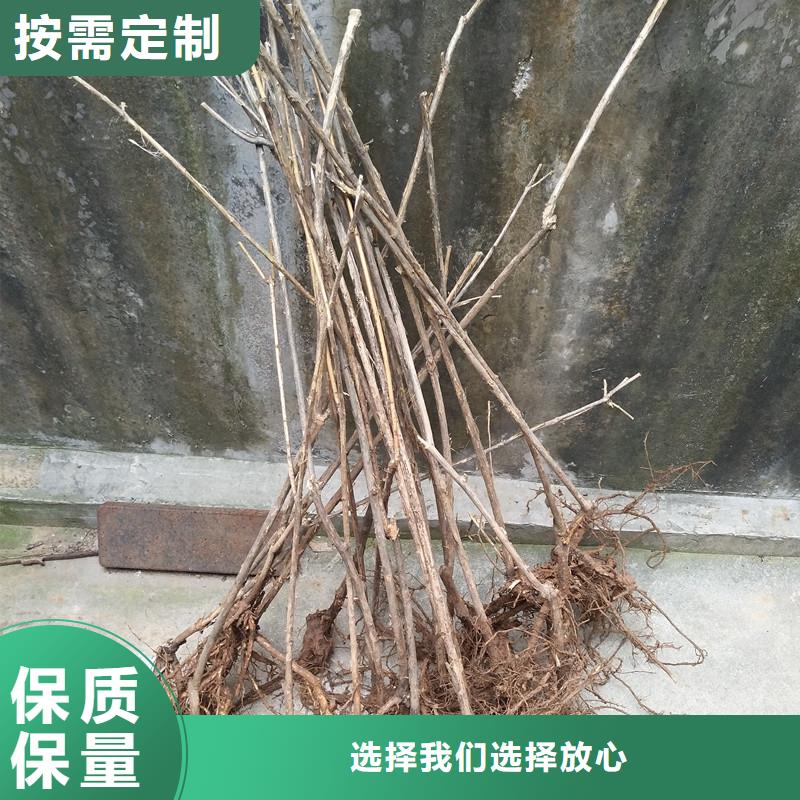 杈杷果树苗基地直销