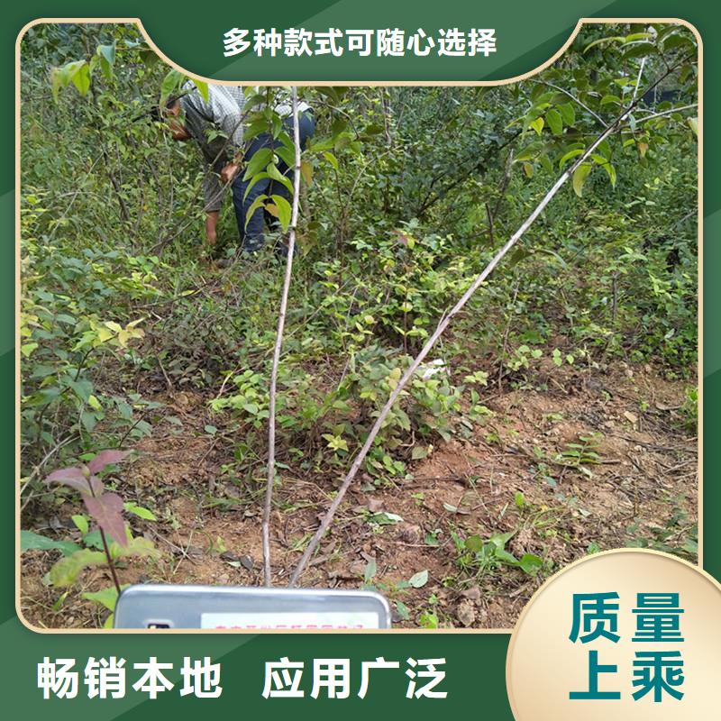 杈杷果苗种植管理技术