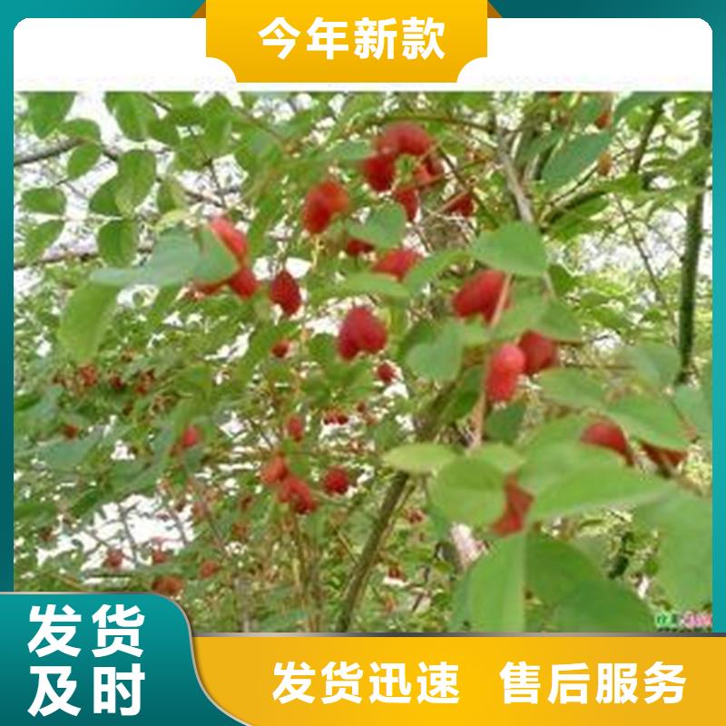 杈杷果-桃树苗质量可靠