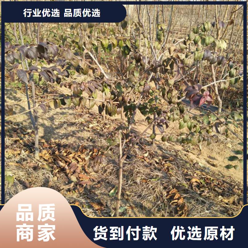 杈杷果苗种植管理技术