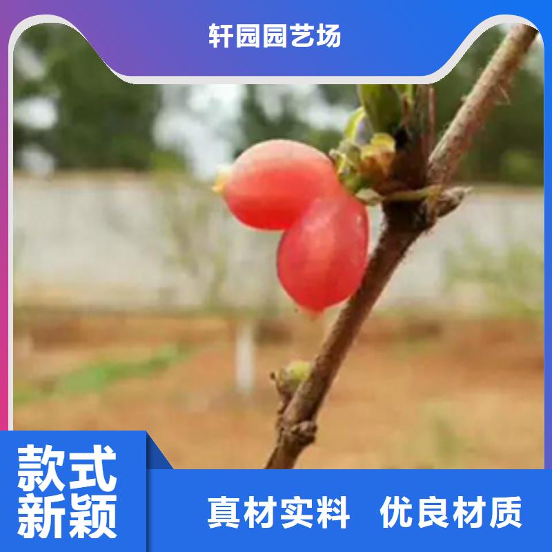 鸳鸯果苗多少钱一棵
