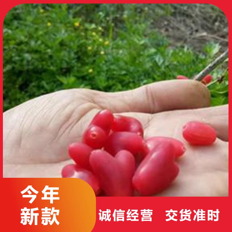 爱情果苗批发零售