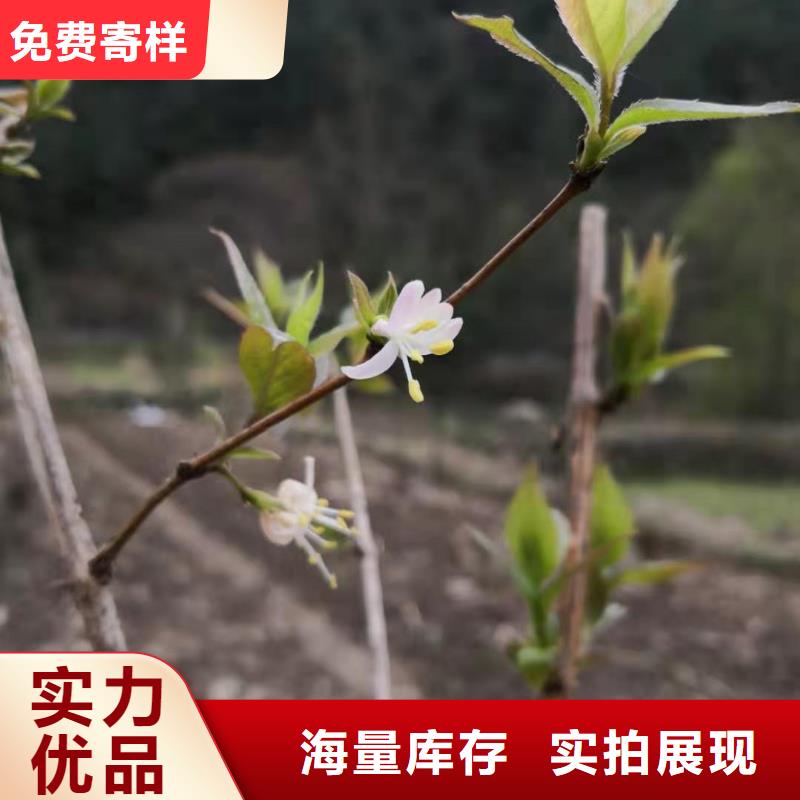 杈杷果_樱桃苗一站式服务