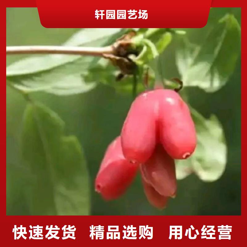 杈杷果-奶油草莓优质货源