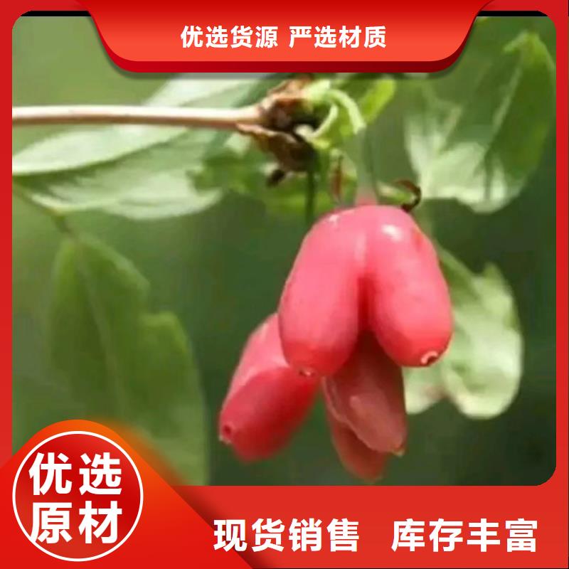 鸳鸯果树苗免费咨询