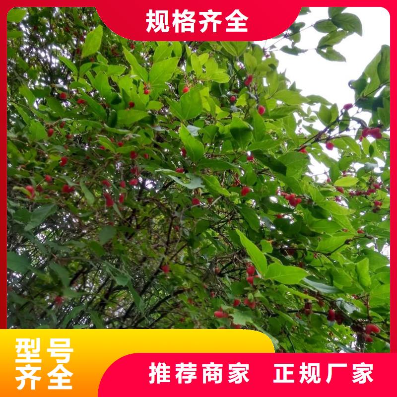 杈杷果树苗种植基地