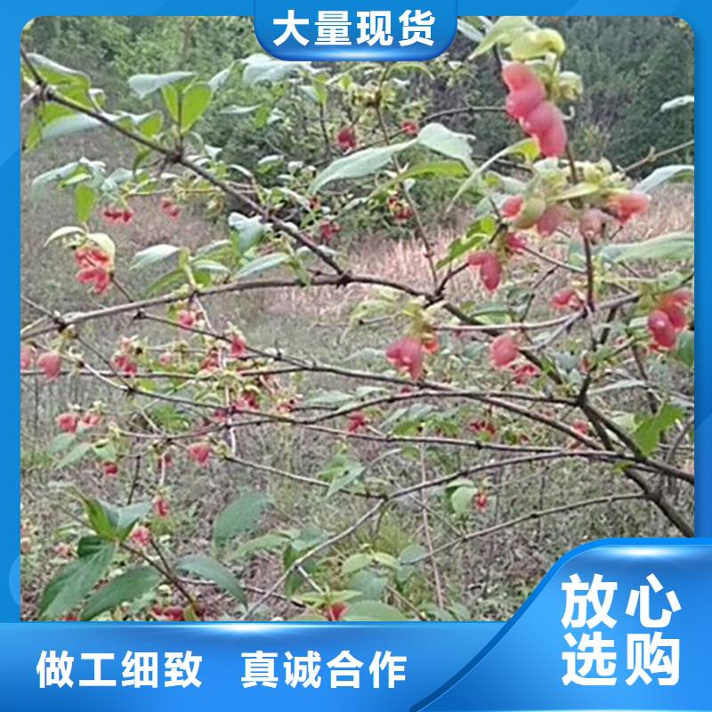 杈杷果-桃树苗质量可靠