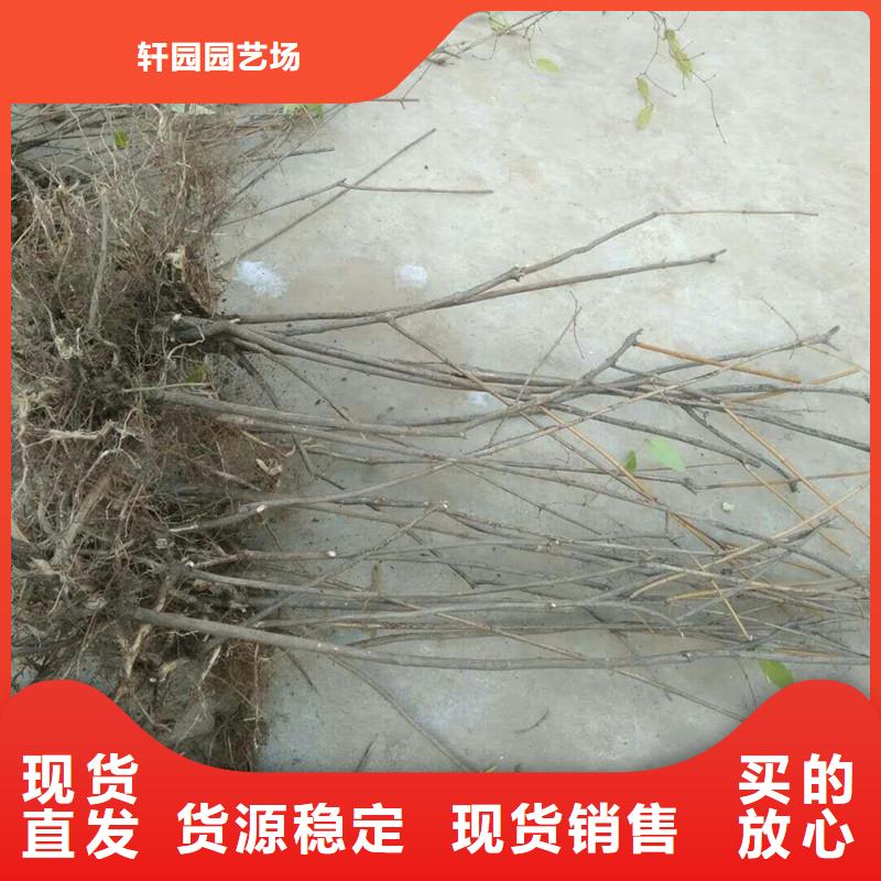 鸳鸯果树苗免费咨询