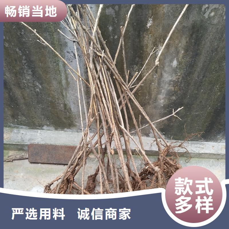 鸳鸯果树苗免费咨询