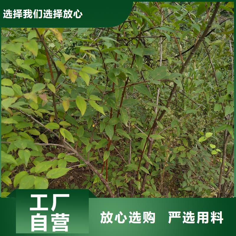 杈杷果苗种植管理技术