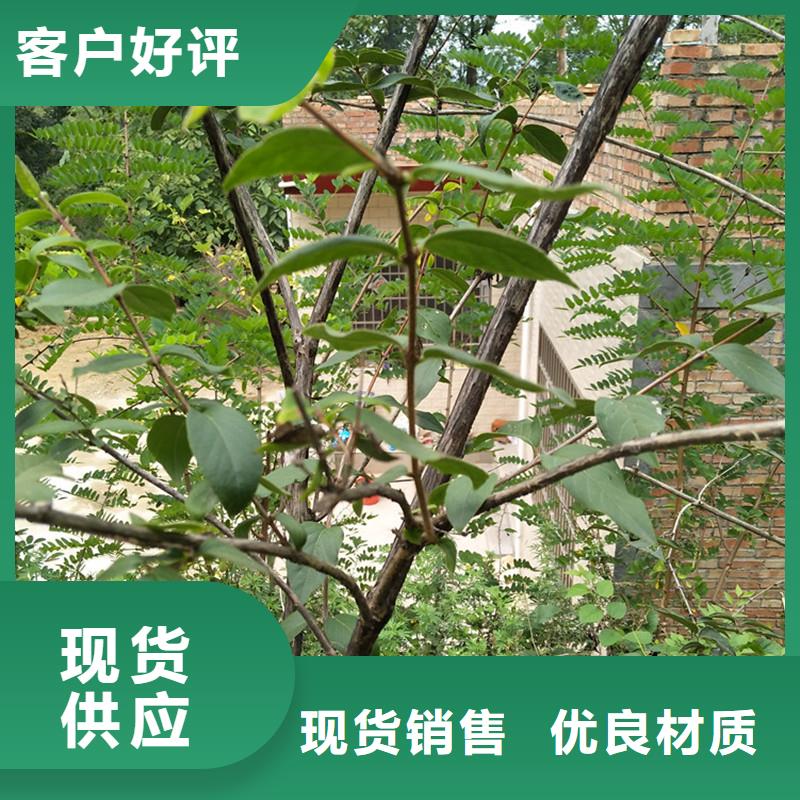 爱情果苗批发零售