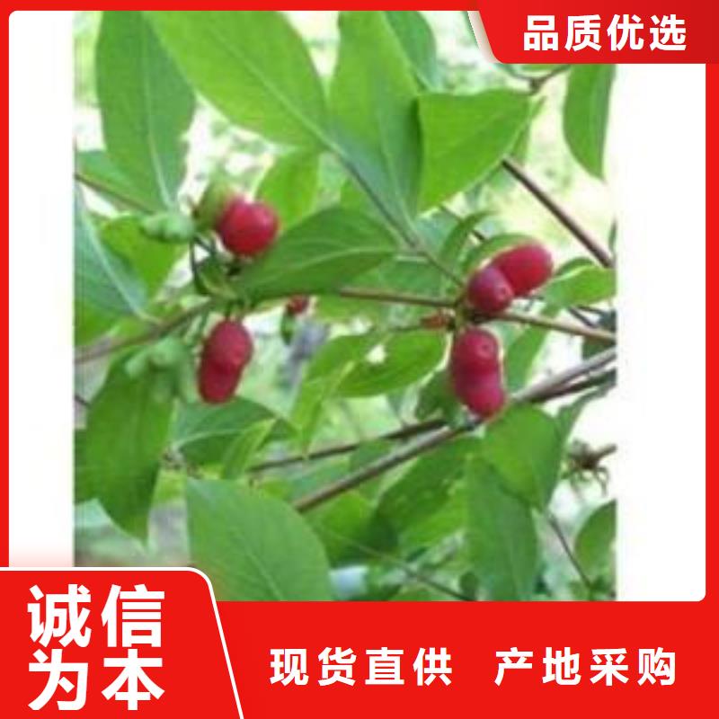 杈杷果_樱桃苗一站式服务