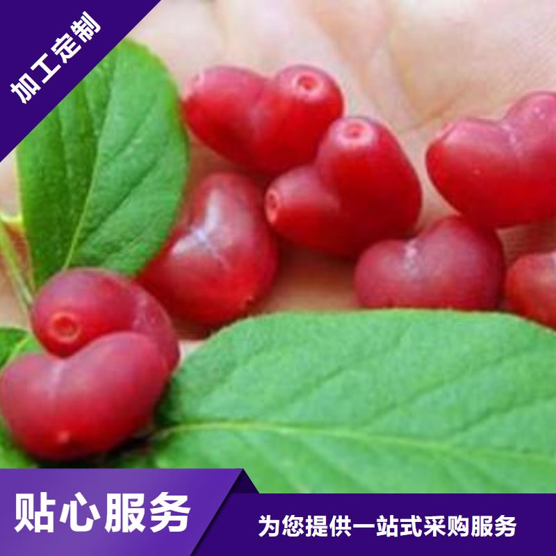 杈杷果苗种植管理技术