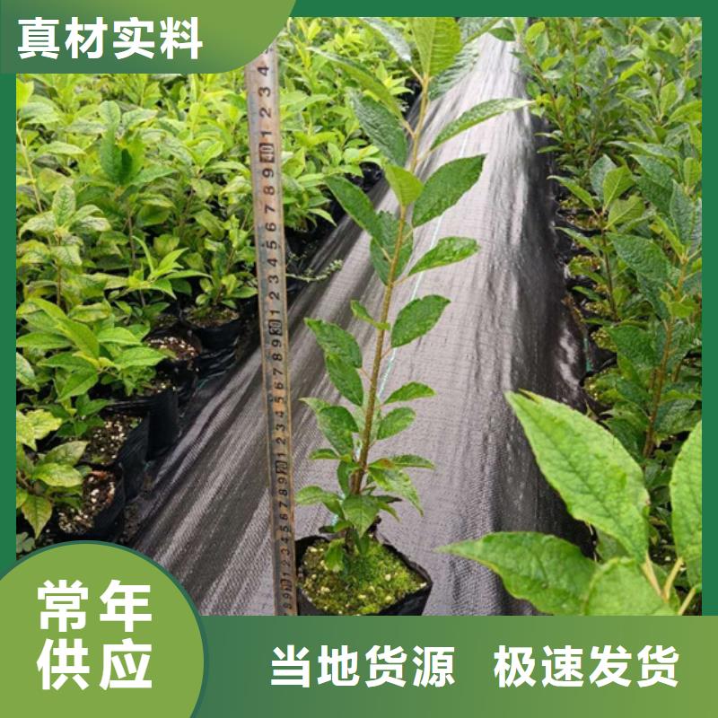 北美冬青_樱桃苗支持拿样