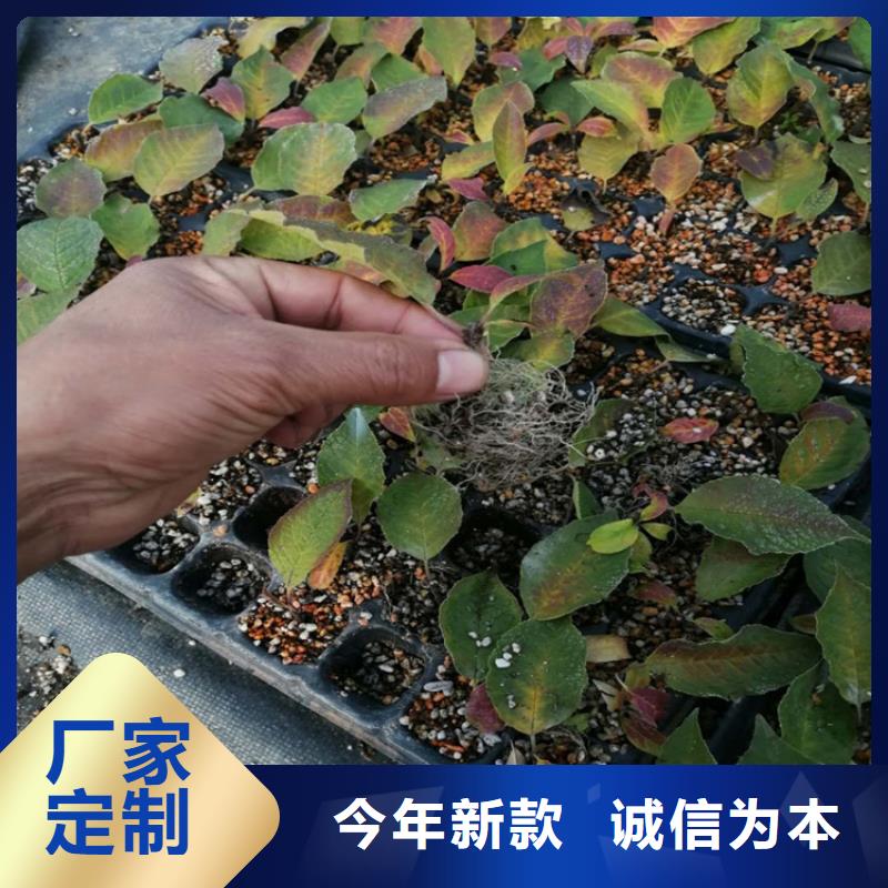 北美冬青苹果苗品种全