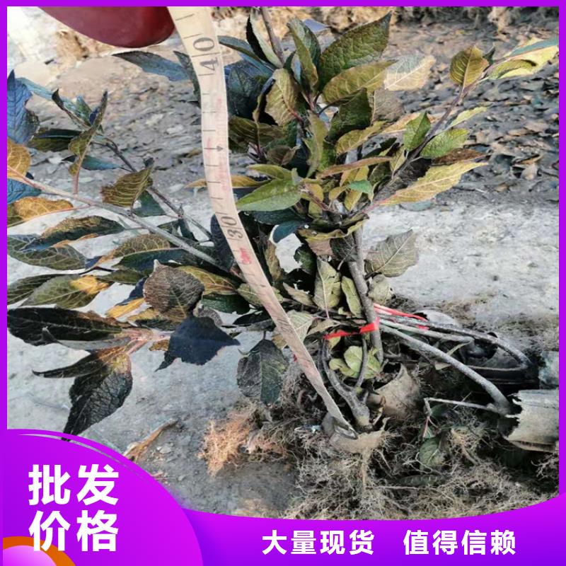 北美冬青-樱桃苗敢与同行比价格