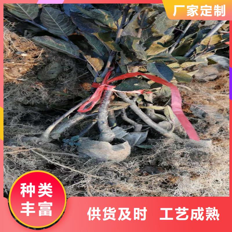 北美冬青_樱桃苗支持拿样