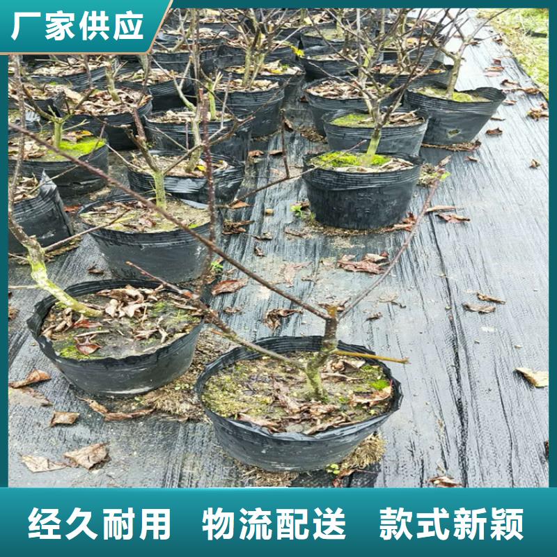 北美冬青的养护方法批发零售