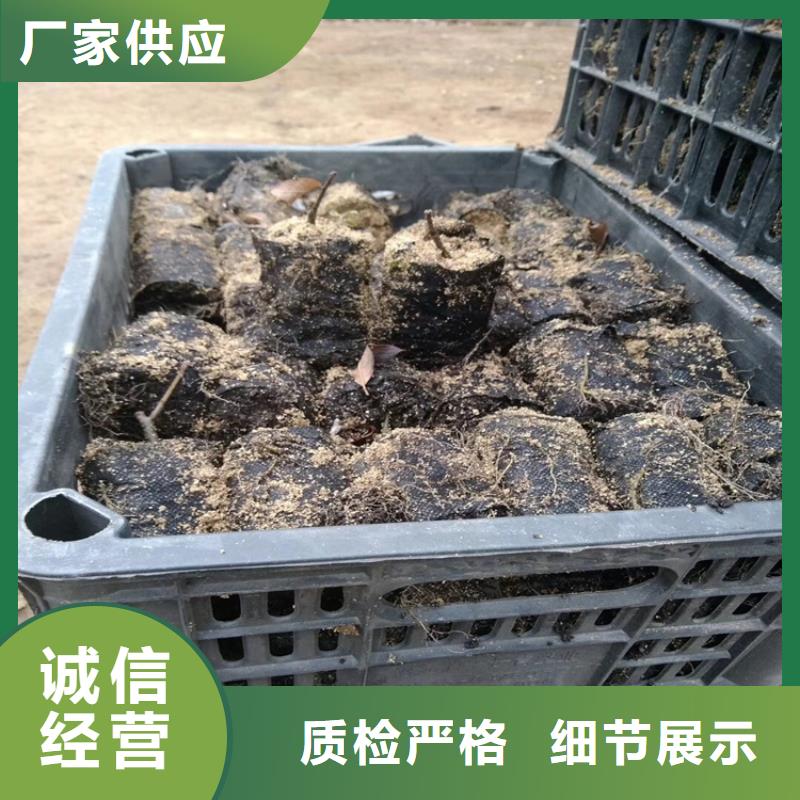 北美冬青-樱桃苗敢与同行比价格