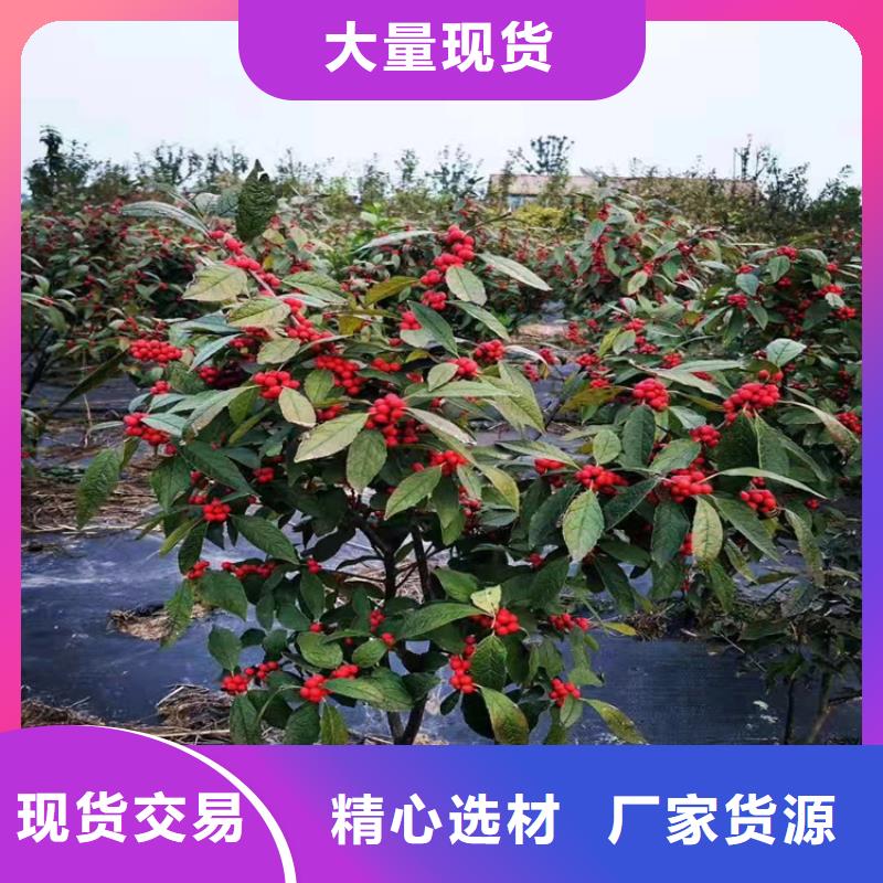 北美冬青的养护方法批发零售