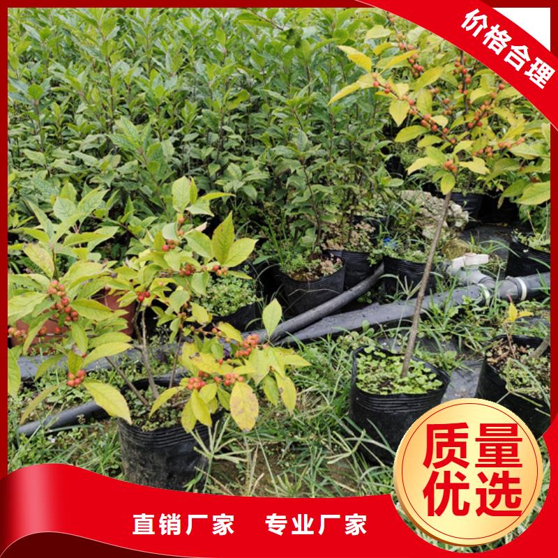 北美冬青-樱桃苗敢与同行比价格
