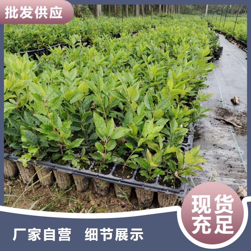 北美冬青-樱桃苗敢与同行比价格